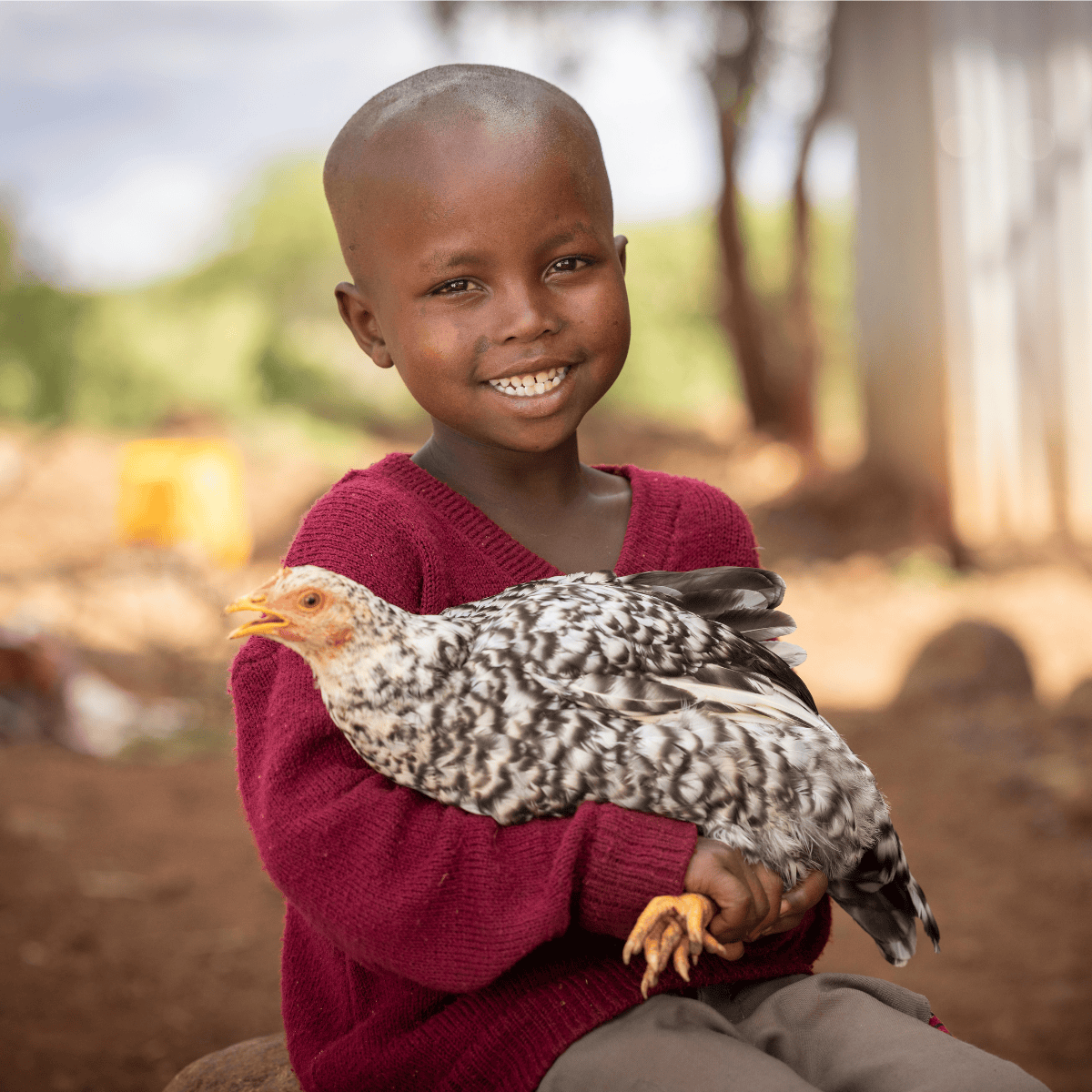 Give Chickens Gifts That Grow ChildFund NZ ChildFund New Zealand give-chickens-gifts-that-grow-childfund-nz-childfund-new-zealand