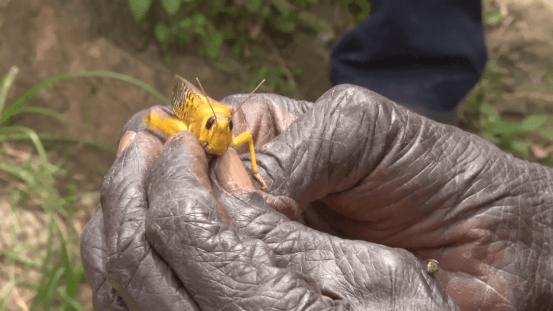 Locust Emergency Healthy crops mean bigger swarms of desert locusts
